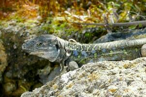 ein Leguan ist Sitzung auf ein Felsen im das Sonne foto