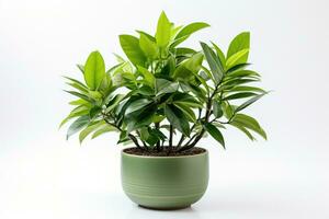 ein schön Innen- Grün Pflanze betonen Gelassenheit im Leben Räume isoliert auf ein Weiß Hintergrund foto