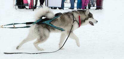 Hund in den Winterwettbewerben Gewichtziehen foto