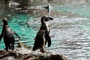 zwei Pinguine sind Stehen auf ein Felsen im ein Ausstellungsstück foto