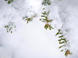 Schneeflocken sitzen auf einem schönen trockenen Ast foto
