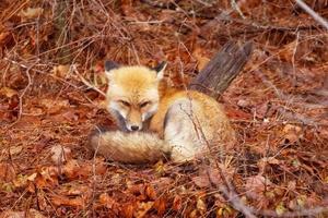 der kleine Fuchs lag auf den Blättern des Waldes foto