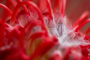 Nahaufnahme einer schönen roten Blume mit weißen Haaren