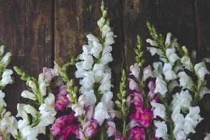 Draufsicht auf weiße Blumen auf alten Holzbohlen