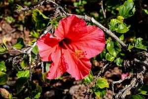 ein rot Blume Blühen im das Mitte von ein Busch foto