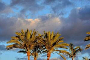 Palme Bäume gegen das wolkig Blau Himmel foto