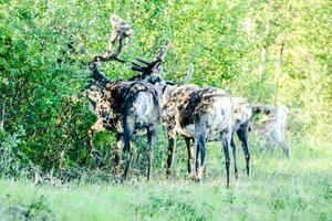 Hirsche im Wald foto