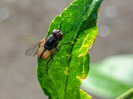 Makro Foto von ein fliegen auf ein Grün Blatt im das Garten