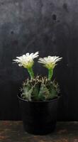 Gymnocalycium Kaktus mit schön Weiß Blume gegen schwarz Hintergrund foto