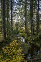 gehen durch das Holz beim das fohramoos europäisch Schutz Bereich im Österreich foto