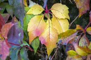 bunte Blätter im Herbst foto