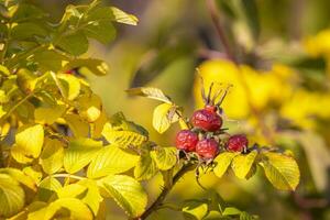 Haha, Rose Hüften im Herbst foto