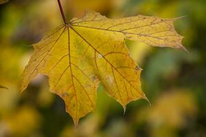 gelbe Blätter im Herbst foto