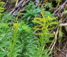 kanadisch Goldrute oder Solidago canadensis. es hat krampflösend, harntreibend und entzündungshemmend Auswirkungen. foto