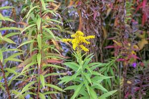 kanadisch Goldrute oder Solidago canadensis. es hat krampflösend, harntreibend und entzündungshemmend Auswirkungen. foto