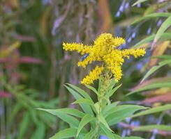 kanadisch Goldrute oder Solidago canadensis. es hat krampflösend, harntreibend und entzündungshemmend Auswirkungen. foto