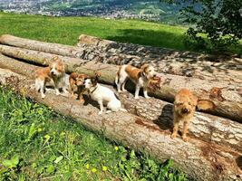 Gruppe von jung kromfohrlaender Hunde. Pack von Hunde auf fiel Baum Stämme foto