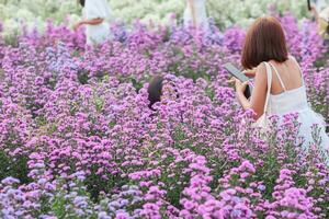 ein schön weiblich Tourist ist haben Spaß im ein Blume Garten Das ist Blühen im das Winter von Chiang Mai Provinz und weiblich Touristen ebenfalls mögen zu nehmen Fotos Innerhalb das schön Blume Garten.