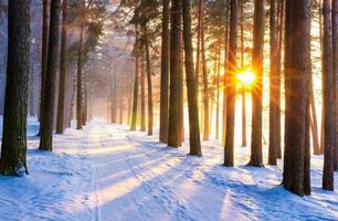 schön Winter saisonal Hintergrund Frost und Schnee auf Geäst Winter Landschaft Foto