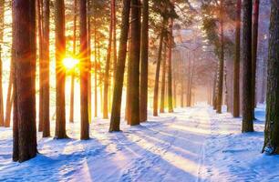 schön Winter saisonal Hintergrund Frost und Schnee auf Geäst Winter Landschaft Foto