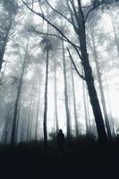 dunkler Wald während eines Nebels, Waldkiefer in Asien? foto