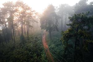 dunkler Wald während eines Nebels, Waldkiefer in Asien? foto