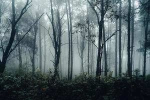 dunkler Wald während eines Nebels, Waldkiefer in Asien? foto