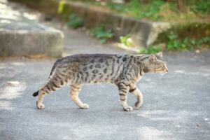 das Stadt streunend Katze Spaziergänge entlang das Straße im Suche von Abenteuer. foto