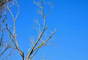 ein nackt Baum gegen ein Blau Himmel foto