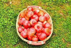 ein Korb voll von rot Granatäpfel auf das Gras foto