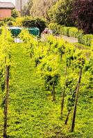 ein Weinberg mit Reihen von Grün Trauben foto