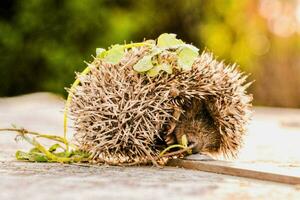 ein Igel ist zusammengerollt oben im das Gras foto