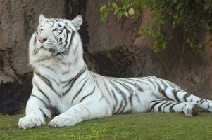 ein Weiß Tiger ist Verlegung auf das Gras foto