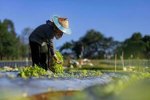 asiatisch Farmer ist Tragen Tablett von jung Gemüse Sämling zu Pflanze im Mulchen Film zum wachsend Bio Pflanze während Frühling Jahreszeit und Landwirtschaft Verwendungszweck foto