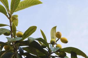 Mispeln oder japanische Mispeln wachsen auf einem Baum mit blauem, klarem Himmel foto