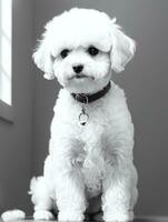 glücklich Hund Bichon frise schwarz und Weiß einfarbig Foto im Studio Beleuchtung