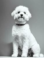 glücklich Hund Bichon frise schwarz und Weiß einfarbig Foto im Studio Beleuchtung