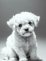 glücklich Hund Bichon frise schwarz und Weiß einfarbig Foto im Studio Beleuchtung