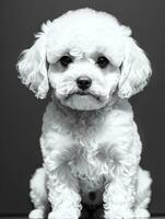 glücklich Hund Bichon frise schwarz und Weiß einfarbig Foto im Studio Beleuchtung