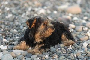 kleiner schwarzer und brauner Yorkshire Terrier Yakshinskiy foto