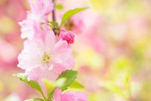 Makrofoto der Natur rosa sakura Blumen. foto