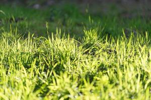 natürlicher hintergrund mit hellgrünem gras. foto