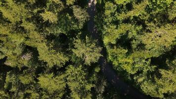 Drohne Aufnahmen von Zickzack- Straße zwischen Wald foto