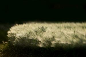 ein Feld von Gras mit ein Licht leuchtenden auf es foto