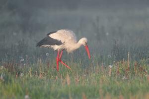 Weiß Storch im das Morgen foto