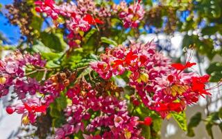 tropisch Baum Busch mit rot Rosa Blumen Blau Himmel Mexiko. foto