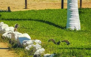 grau Eichhörnchen abspielen auf Palme Bäume auf das Strand Mexiko. foto