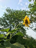 ein Single Sonnenblume ist im Vorderseite von ein Grün Hintergrund foto