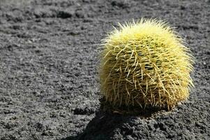 ein Kaktus Pflanze im das Mitte von ein schwarz Boden foto