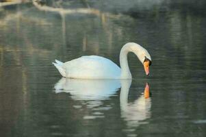 ein Weiß Schwan Schwimmen im ein See foto